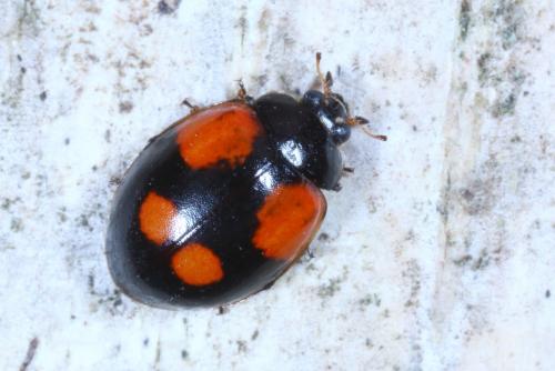 Réf. 198 585 : Adalia bipunctata bipunctata